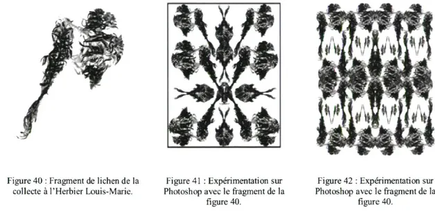 Figure 40 : Fragment de lichen de la  collecte à l'Herbier Louis-Marie. 