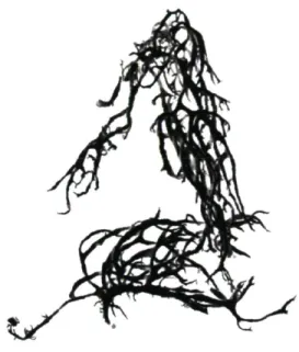 Figure 43 : Evernia mesomorpha, fragment de lichen de la collecte à l'Herbier Louis-Marie