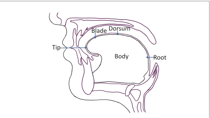 Figure 1.1 Diagram showing ﬁve components of the tongue.