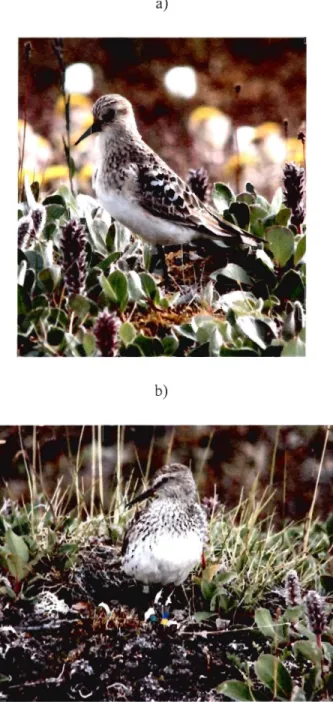 Figure 1.5  a) Bécasseaux de Baird et b)  bécasseaux à croupion blanc à l'île Bylot, NU