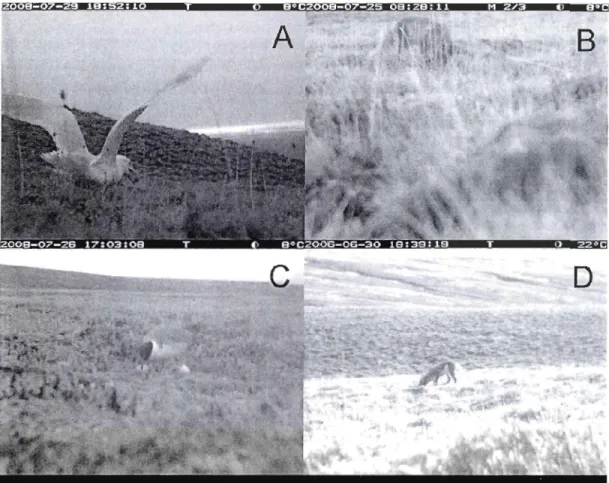 Figure 2.3  Ph otos of confirmed predators of artific ial  nests, glaucous gull  (A), arctic fox  (B) a nd  long- tail ed j aege r  (C),  taken  at 5 m, and  a  photo of th e only co nfirm ed  predator of  real  nests,  arctic fox (D),  take n at 15  m