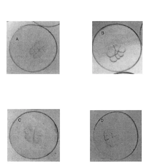 Figure  3.  Greenland  halibut  blas tomeres  at  the  8-cell  st age.  (A)  Normal  blas tomere  cleavage;  abnormal:  (B)  asymmetric al  ce ll  positionin g,  (C)  unequal  cell  sizes,  (D)  cel! 