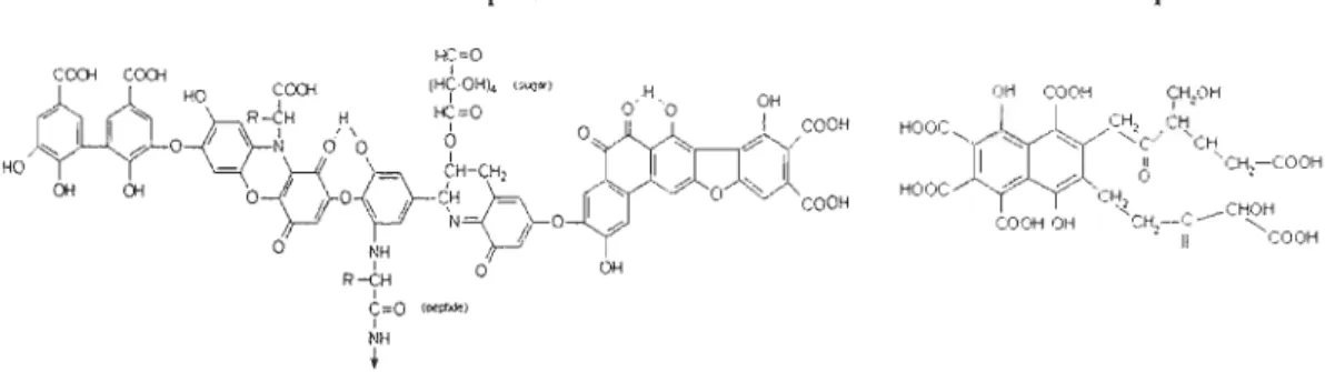 Figure 4  : Modèles des acides  humiques (Stevenson,  1994) et des acides  fulviques  (Buffle,  1977) 