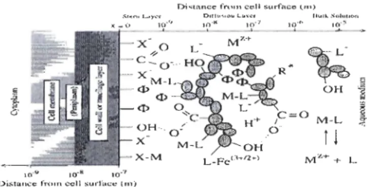 Figure  5 :  Modèle  conceptuel  des  interactions  métaux-organismes  montrant  le  rôle  possible de  la matière organique dissoute adsorbée (Campbell et al.,  1997) 
