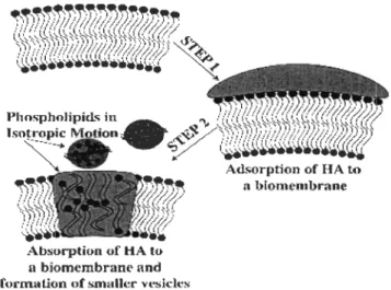 Figure  6:  Mécanismes  d 'ad/absorption  entre  la  matière  organique  naturelle  et  des  biomembranes à faibles  pH suggérés  par Elayan et al