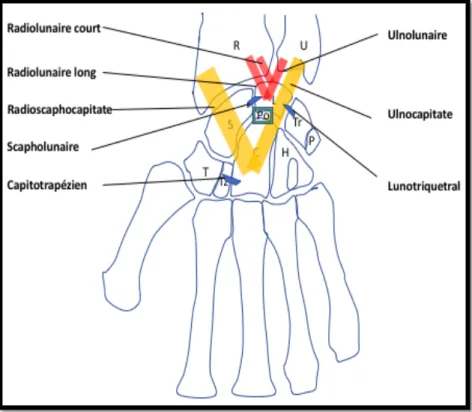 Figure 1 : Représentation schématique des ligaments palmaires 