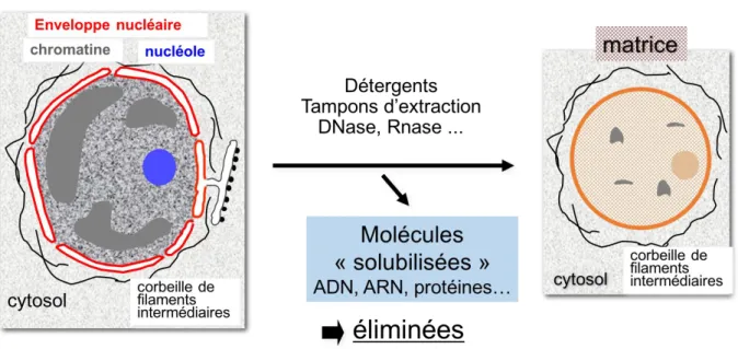 Figure 8. Visualisation de la matrice nucléaire à partir du noyau d'une cellule eucaryote