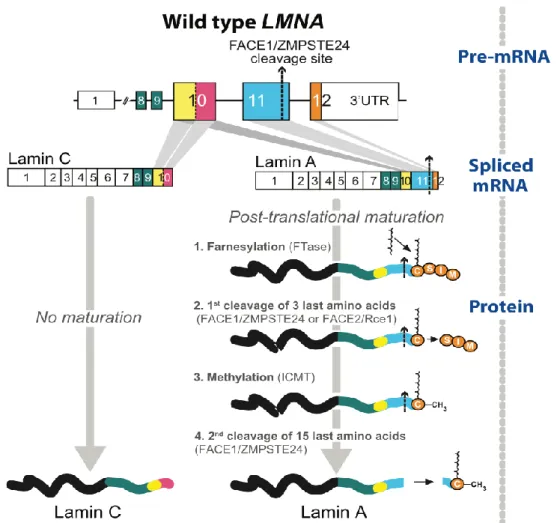 Figure 9. Biosynthèse des lamines A et C, de l’ARN messager à la protéine en condition  physiologique