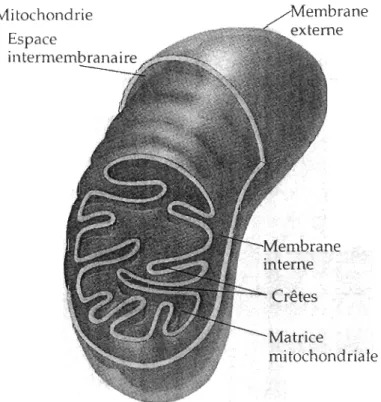 Figure 1. 1  Coupe d'une mitochondrie  (Tirée de Campbell , 1995). 