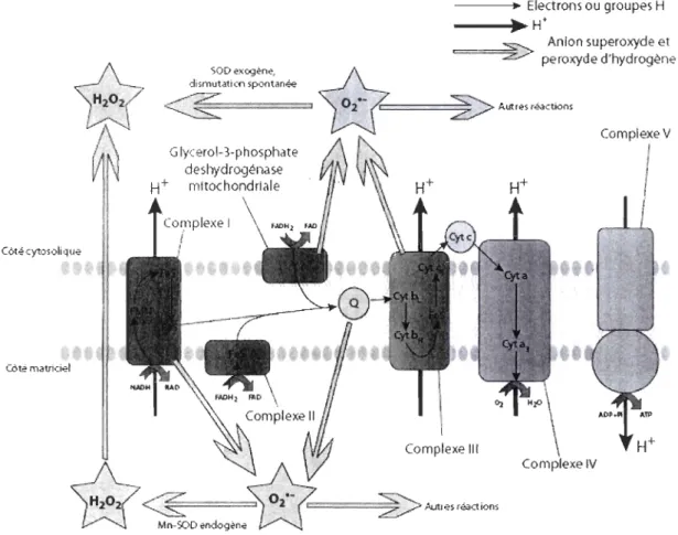 Figure  1.3  Transport  des  électrons  et  production  de  superoxyde  dans  les  mitochondries de  Drosophila  (Adaptée de Miwa et Brand, 2003)