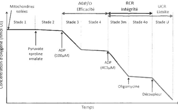 Figure 1.4  Différents stades de  respiration  obtenus par l'ajout de différents substrats  dans  des  mitochondries  isolées