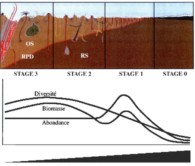 Figure  2 :  Stades  de  changements  dans  la  structure  de  la  communauté  benthique  (diversité ,  biomasse,  abondance)  et  des  sédiments  (OS:  sédiments  oxygénés;  RS: 