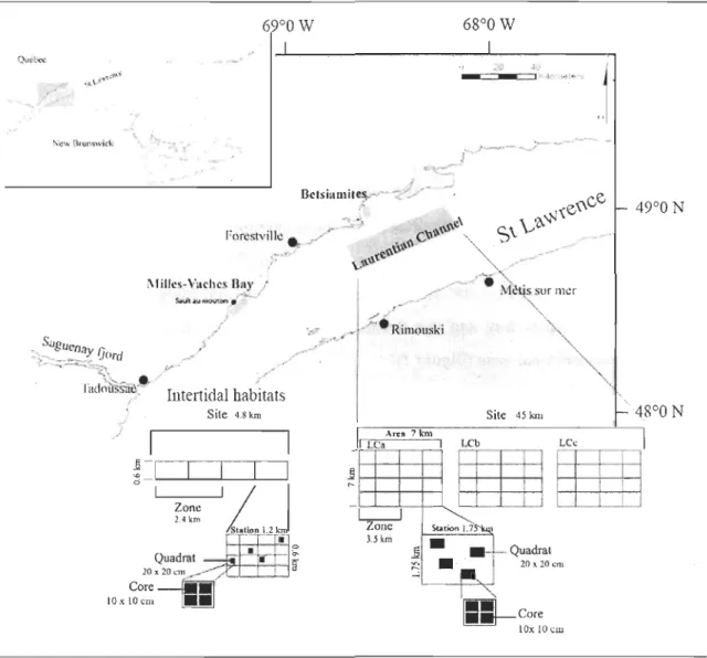 Figure  1:  St.  Lawrence  estuary  (Québec ,  Canada)  showing  the  study  sites.  Expanded  section  shows  the  position  of  the  two  intertidal  habitats  (Mille-Vaches  Bay  and  Betsiamites)  and  the  deep  habitat  (Laurentian  channel)  and  th