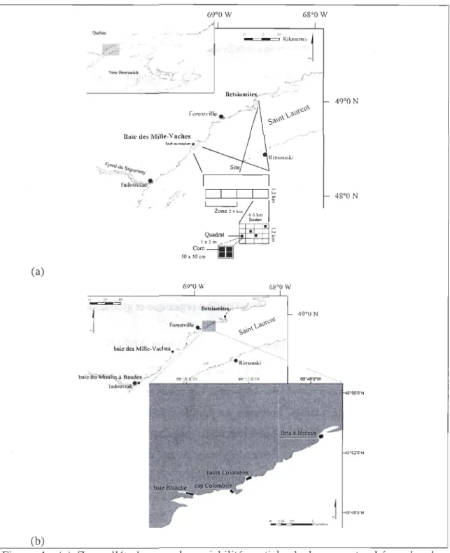 Figure  4 :  (a)  Zone  d'étude  pour  la  variabilité  spatiale  de  la  mye  et  schéma  du  plan  d'échantillonnage  hiérarchique  utilisé  dans  la  baie  des  Mille-Vaches  et  le  banc  de  Betsiamites