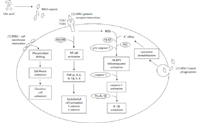 Figure 4 : Physiopathologie de la goutte (16) 