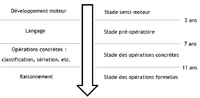 Figure 1 : Les différents stades de développement selon Piaget 