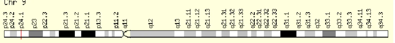 Figure 3. Position chromosomique du gène Interleukine-33. Le gène est situé sur le bras court du chromosome  9 en position 24.1 et est lu sur le brin positif de l'ADN