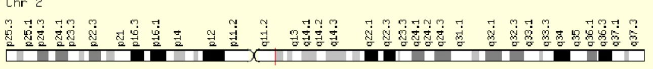 Figure 4. Position chromosomique du gène Interleukine-1-receptor-like-1. Le gène est situé sur le bras long  du chromosome 2 en position 12.1 et est lu sur le brin positif de l'ADN 77 