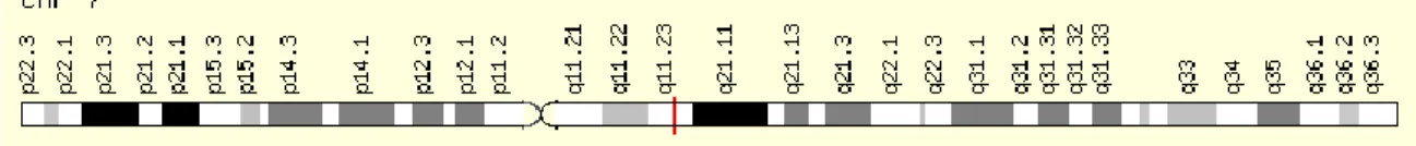 Figure 7. Position chromosomique du gène éotaxine-3. Le gène est situé sur le bras long du chromosome 7 en  position 11.23 et est lu sur le brin négatif de l'ADN