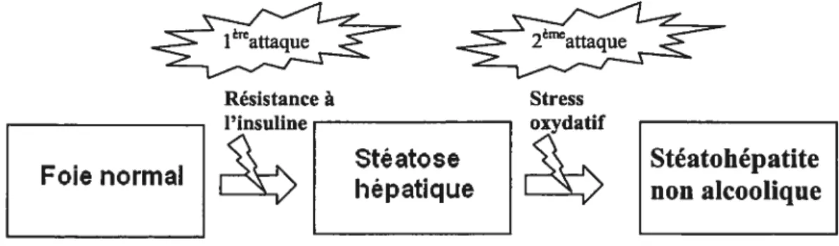 figure 3 Modèle des deux attaques de la pathogenèse du NASH. La résistance à l’insuline induit la stéatose hépatique qui sensibilise le foie aux attaques subséquentes par le stress oxydatif qui vont engendrer des lésions de stéatohépatite.