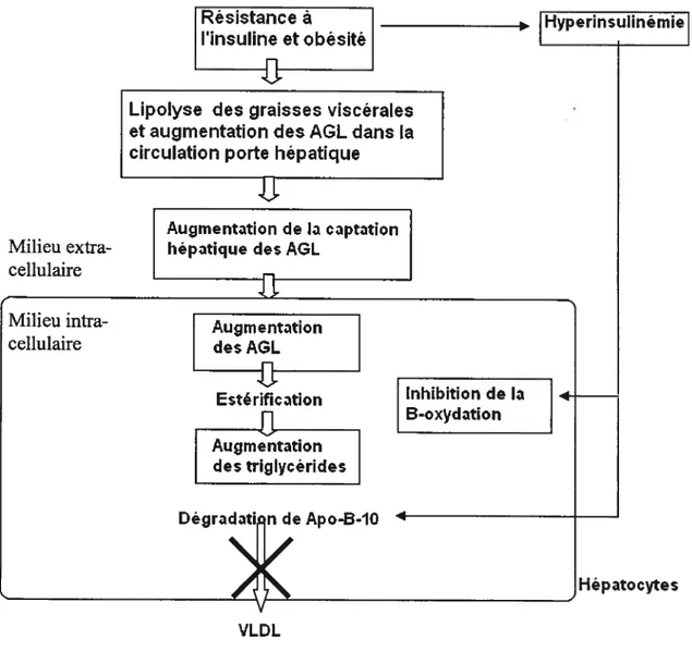 figure 4 : Mécanismes sous-jacents à la stéatose hépatique résultante de l’insulino résistance.