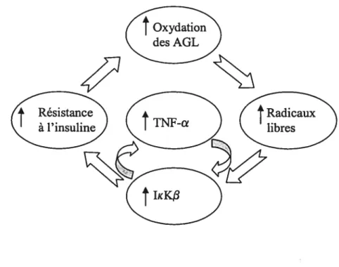 Figure 7 Diagramme schématisant le lien entre le stress oxydatif, la résistance à l’insuline et le TNF-a.