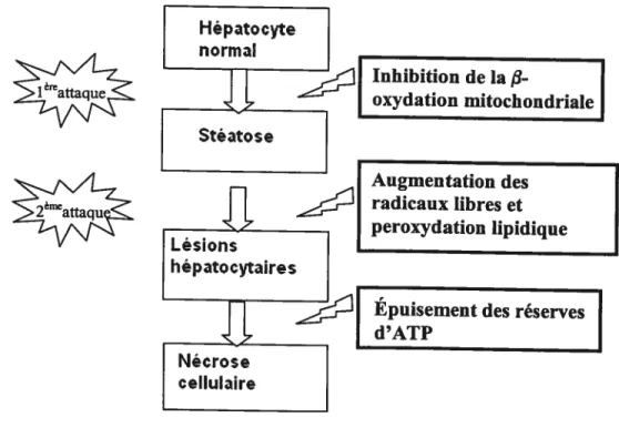 Figure 15 : Mécanisme de toxicité de l’amiodarone dans les hépatocytes et similarités avec le modèle des deux attaques de la pathophysiologie du NASH