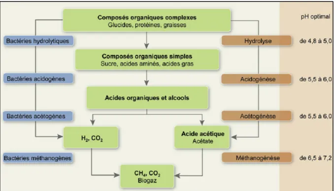 Figure 2.1 Résumé chimique et microbiologique de la digestion anaérobie. 