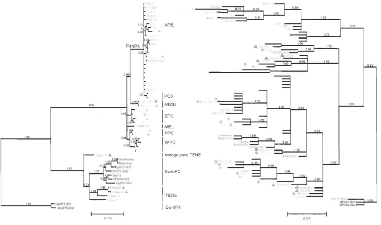 Figure  3-1  Phylogenies of  ND5 and  Rab4  partial  sequences from  51  isolates of the  Oaphnia pu/excomplex 