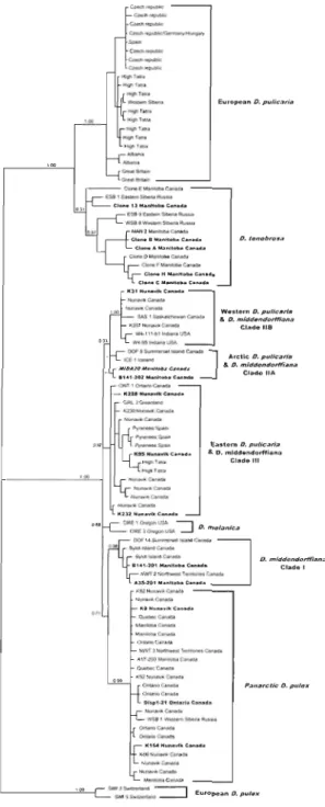 Figure 2-1 Bayesian  reconstruction  of the  phylogenetic  relationships among  individuals  of the  Daphnia pulex complex 