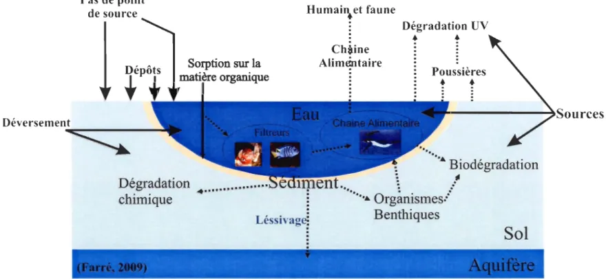 Figure 4  Les  voies  les  plus  importantes  d'exposition  des  nanoparticules  dans  l'environnement aquatique (modifié  de  Farré,  2009) 