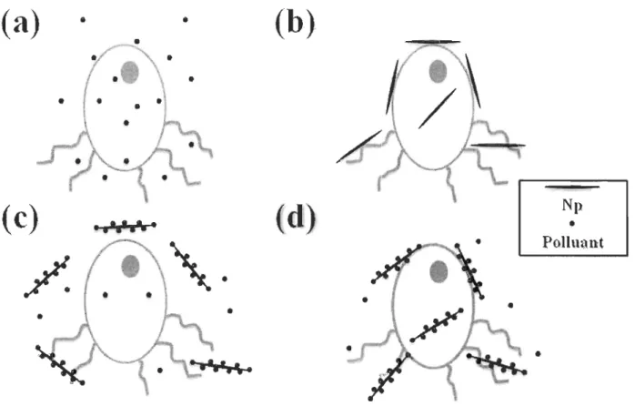 Figure  8  :  Schéma  de  l'interaction  des  polluants,  des  Np  et  des  micro-organismes