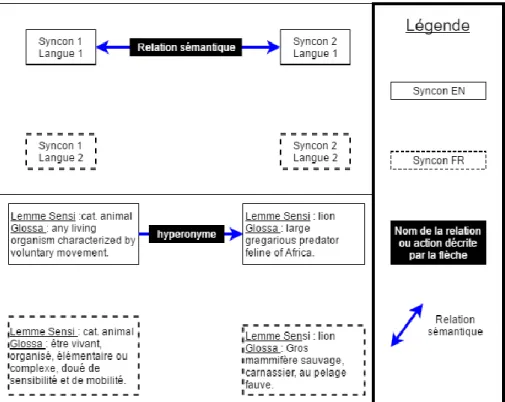 Figure 10 : L’encadré du haut est une représentation schématique de l’état du Sensigrafo EN et du Sensigrafo  FR avant la mise en correspondance ; L’encadré du bas est un exemple reprennant la représentation du haut