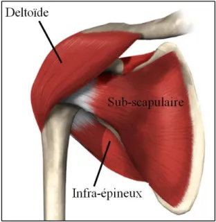 Figure 1.4 Vue antérieure des muscles deltoïde, sub-scapulaire et infra-épineux  Adaptée de (www.eorthopod.com, 2011) 