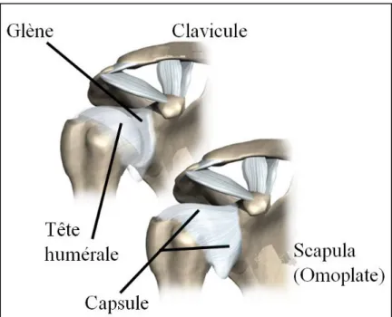 Figure 1.6 Vue antérieure de la capsule de l’articulation gléno-humérale  Adaptée de (www.eorthopod.com, 2011) 