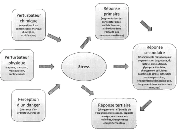 Figure 1.  Les différents agents de stress et les différents niveaux de réponse (inspiré de  Sarton, 2002)