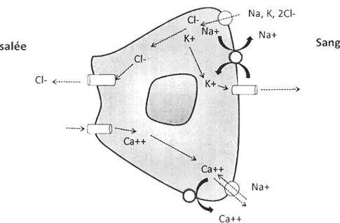 Figure 2.  Schéma démontrant le transport d'ions entre le sang et l'eau de mer dans une  cellule branchiale (inspiré de Marshall et Grosell, 2006)