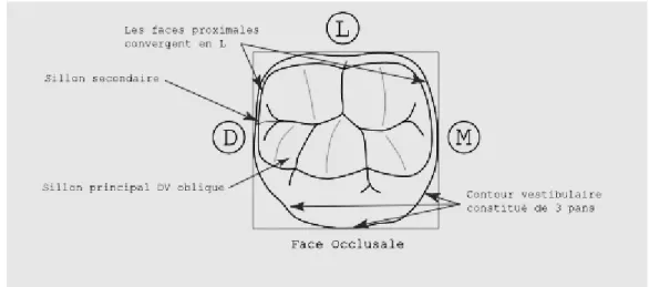 Figure 3 : Anatomie de la face occlusale PMP mandibulaire(6) 