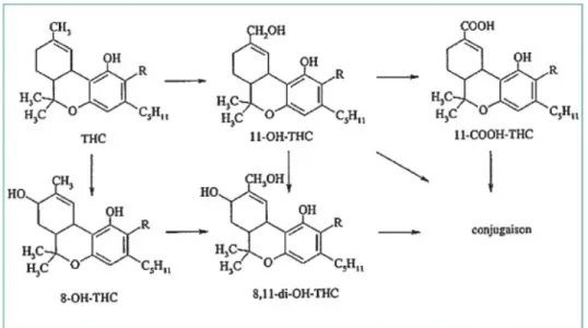 Figure 9: Principales voies métaboliques du Δ9-THC chez l’homme (30).  