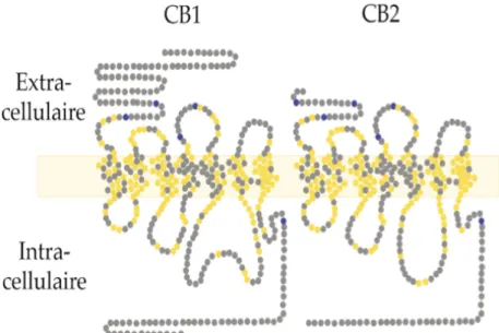 Figure 10 : Structure moléculaire des récepteurs cannabinoïdes CB1 et CB2 (34).  