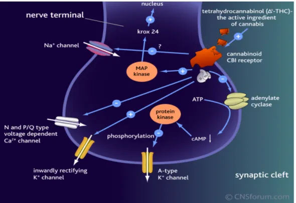 Figure 12 : Transduction du signal suite à l’activation du récepteur CB 1  couplé à une protéine  G i/o 