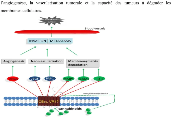 Figure  16  :  Inhibition  de  l'invasion  tumorale  et  de  la  prolifération  métastatique  par  les  cannabinoïdes (96)  