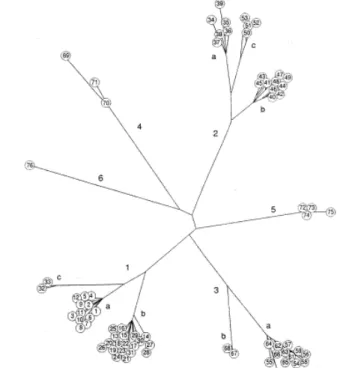 Figure   3   :   arbre   phylogénétique   de   l’Hépatite   C.   (36)      