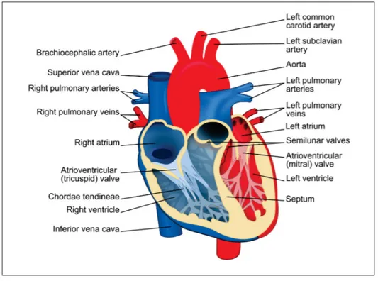 Figure 2.1 Anatomy of the heart : the four chambers of the heart.