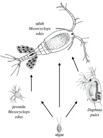 Fig.  3.  Schéma  de  la  configuration  de  prédation  intraguilde  avec  cannibalisme  impliquant  une  population  de  copépodes  cyclopoïdes  (Mesocyclops  edax),  une  population  de  cladocères  (Daphnia  pulex)  et  leur  ressource  commune  (ressou