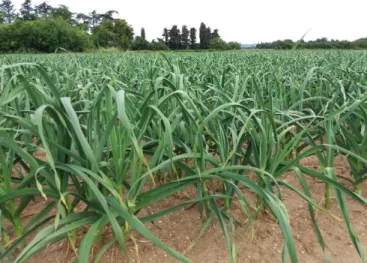 Figure 1 : Parcelle de production de plants d'ail de printemps (variété Arno) (source : Pierrick Ricard,  Drôme, 22/05/2017) 