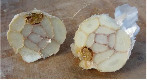 Figure 9 : Coupe transversale d’un bulbe d’ail rose présentant les symptômes de fusariose sur un  caïeu (source : Tricard, septembre 2015) 
