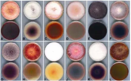 Figure 12 : La diversité de développement de différentes espèces de Fusarium sur milieu PDA, en  boîte de Petri, après 7 à 10 jours à 22°C