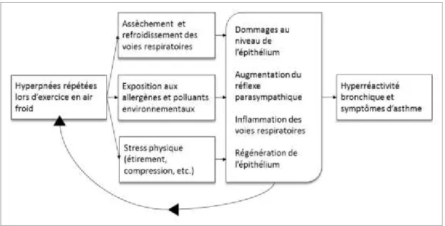 Figure 5. Mécanisme expliquant le développement de l’asthme chez les athlètes d’air froid.