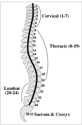 Figure 1.1  Niveau d'atteinte d'une  blessure médullaire. 